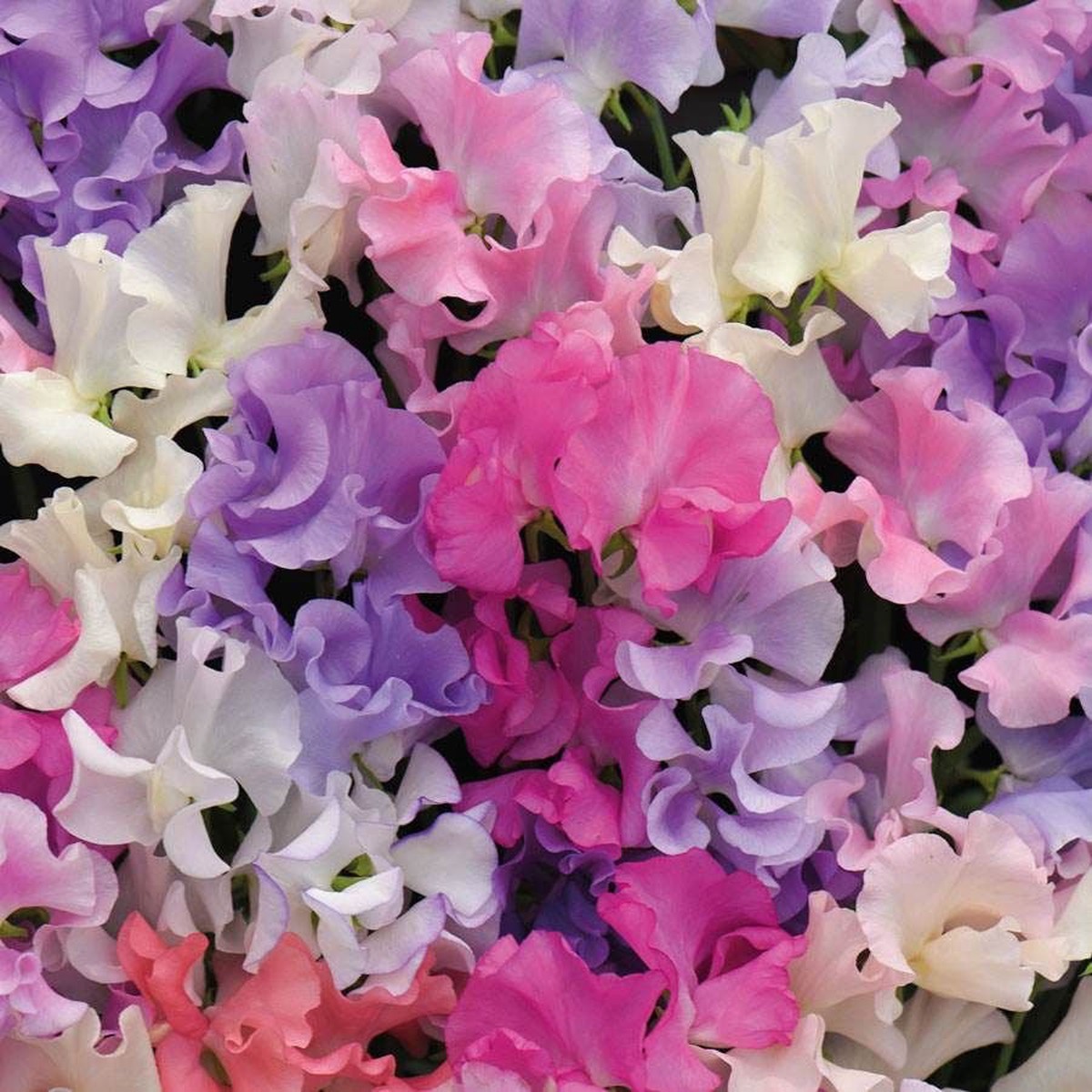 Sweet Dreams Sweet Pea Seeds