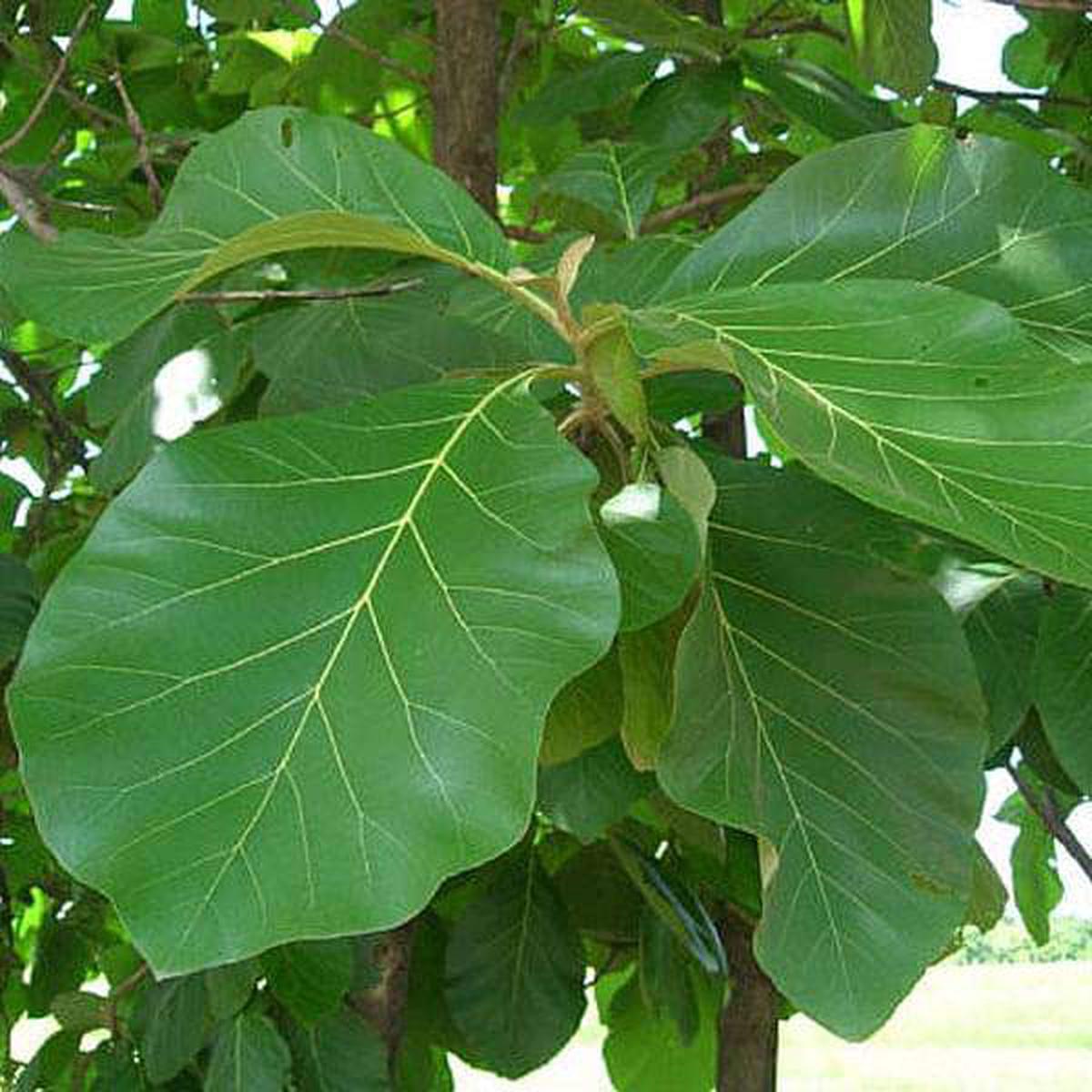 Teakwood, Sagwan - 0.5 kg Seeds - Default Title