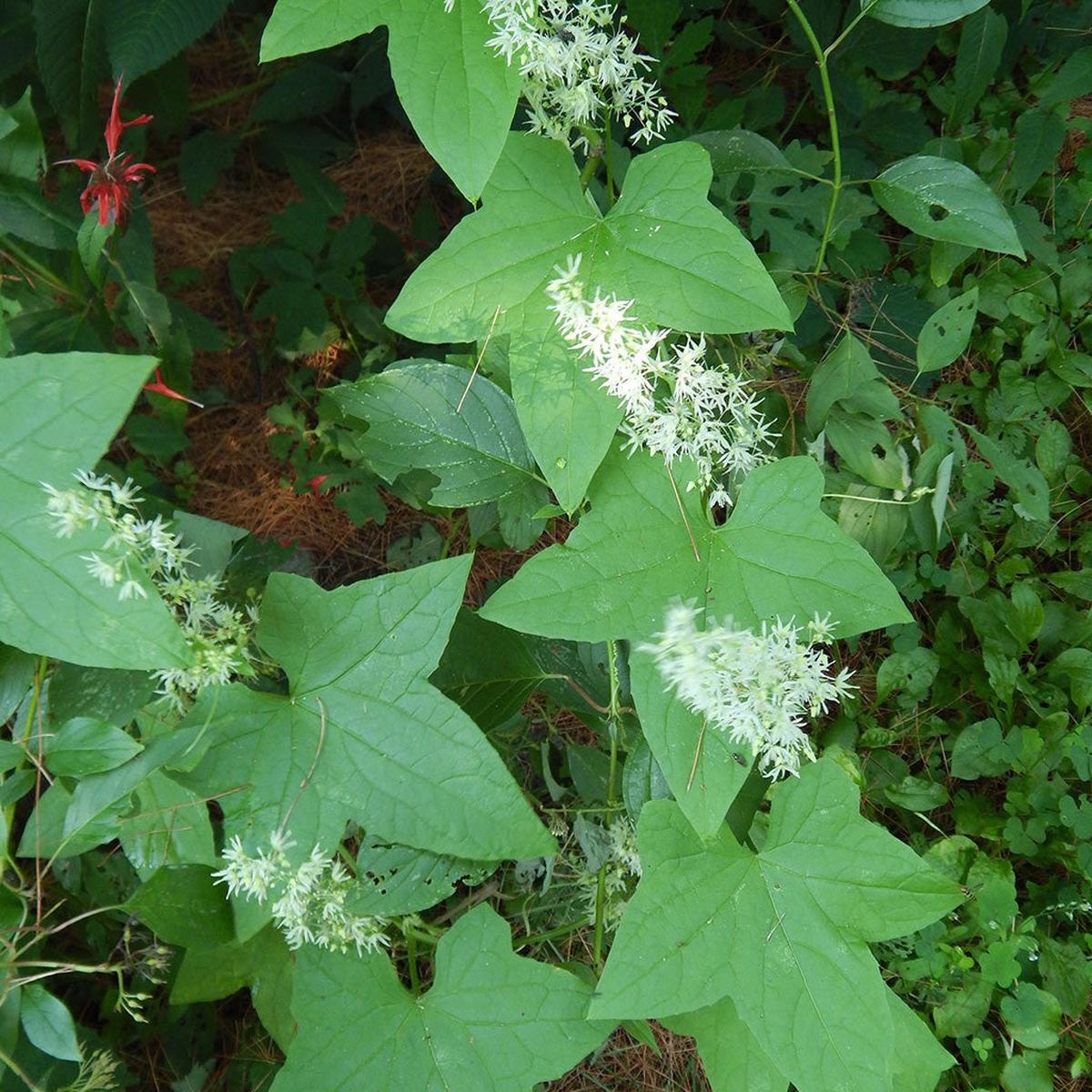 Wild cucumber (Echinocystis lobata) Seeds