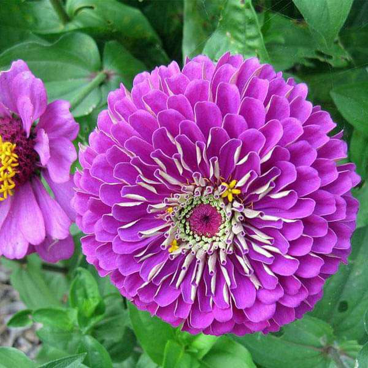 Zinnia F1 Elegans Purple - Flower Seeds