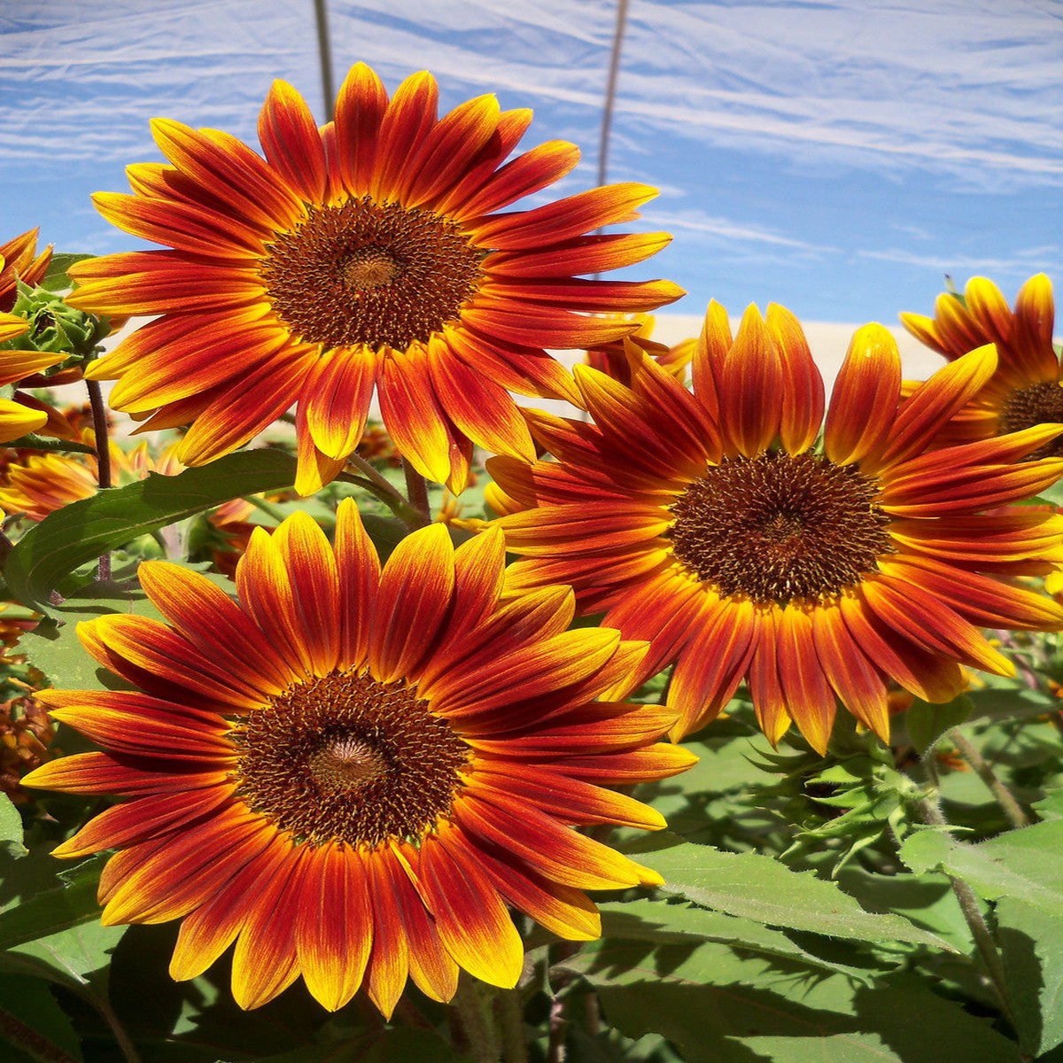 20 Little Becka Dwarf Sunflower Seeds