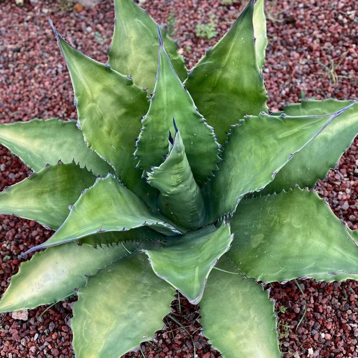 Agave ferox clone OLYMPIA (ex Van Dyck, Netherlands) SEEDS