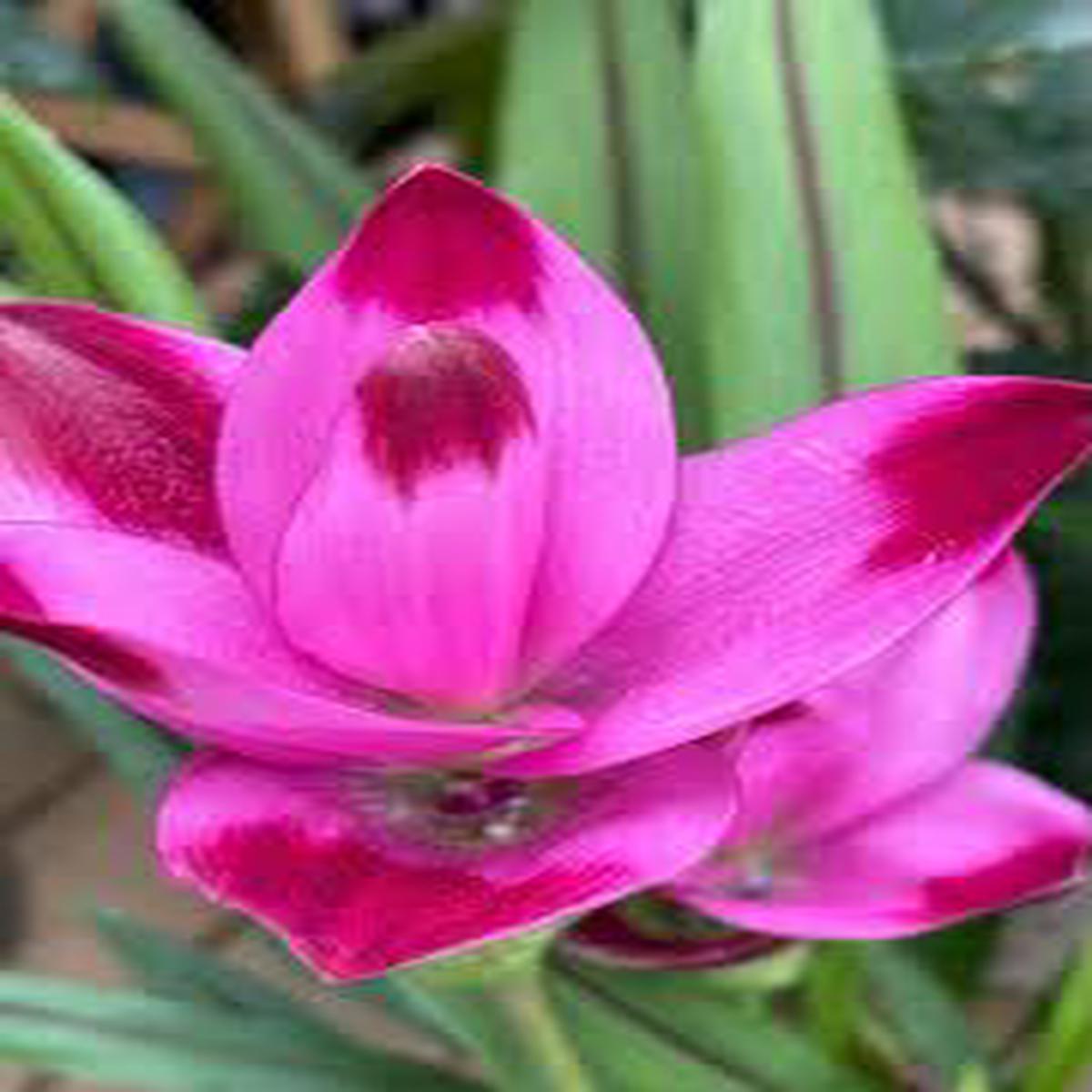 Alismatifolia Flower Seeds for Planting Light Purple - Cultivate the Unique Light Purple Alismatifolias