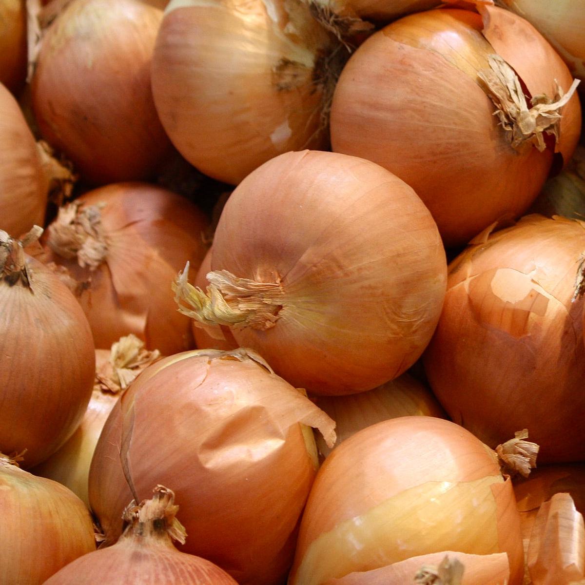 Allium cepa 'Golden Parma Onion' SEEDS