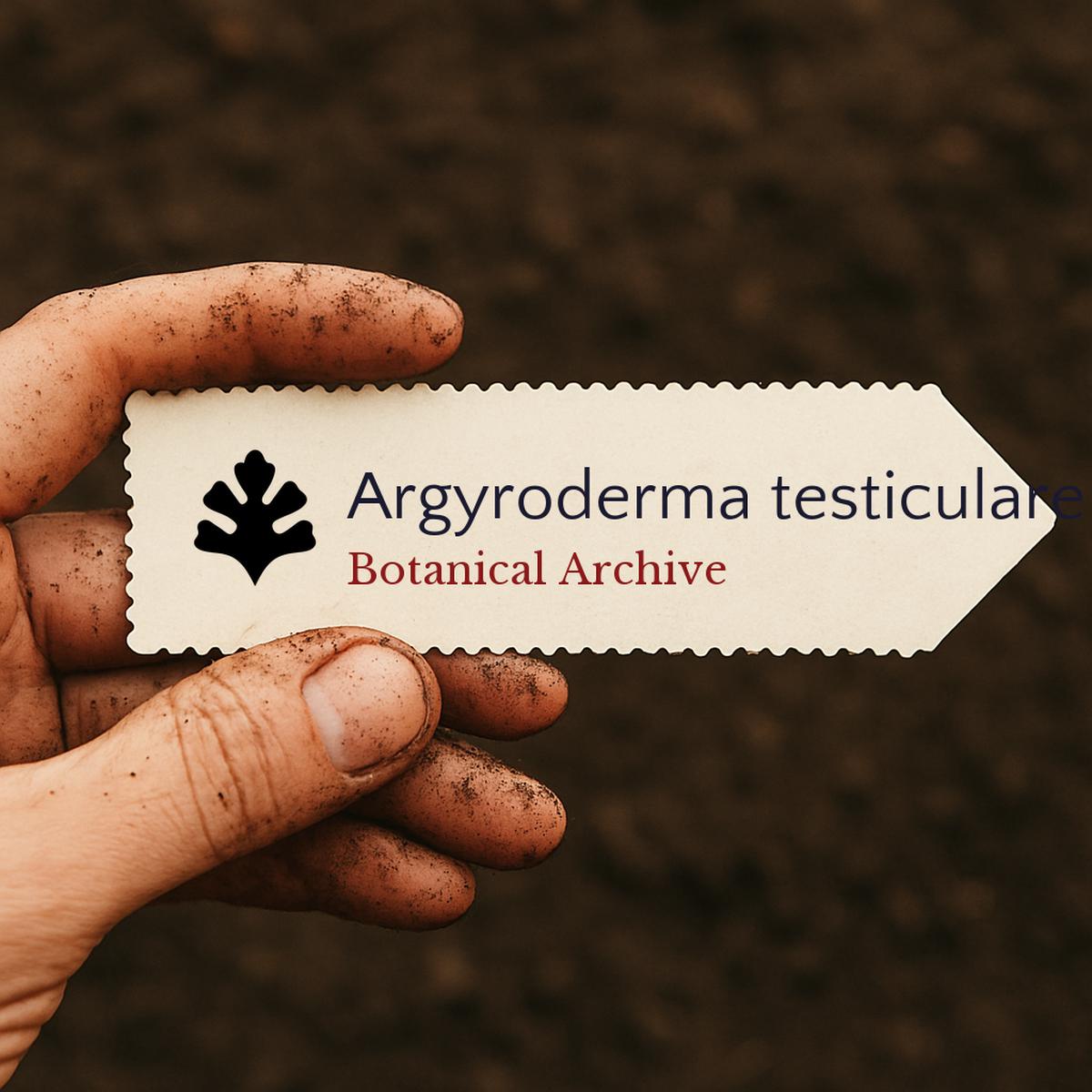 Argyroderma testiculare SEEDS
