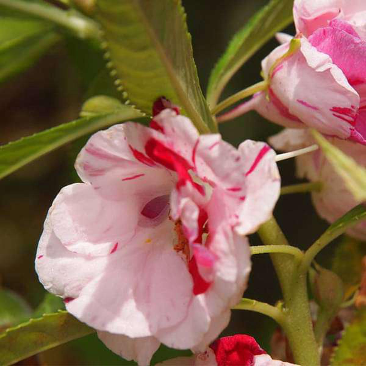 Balsam Single - Desi Flower Seeds - Default Title
