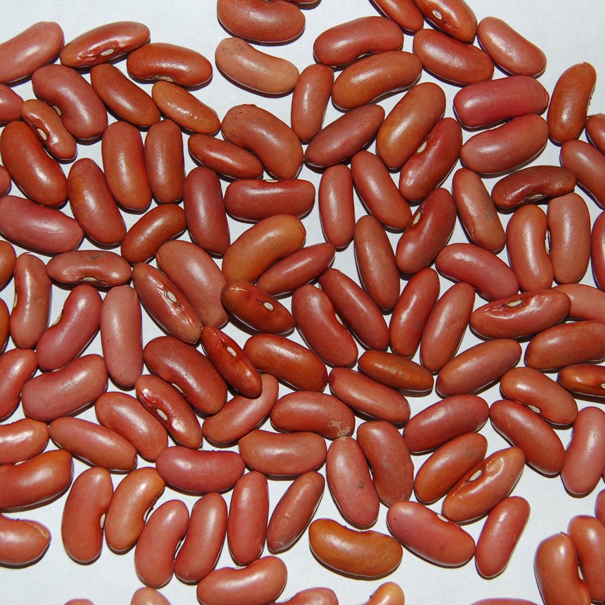 Bean (Bush), Light Red Kidney (Certified Organic Seeds)