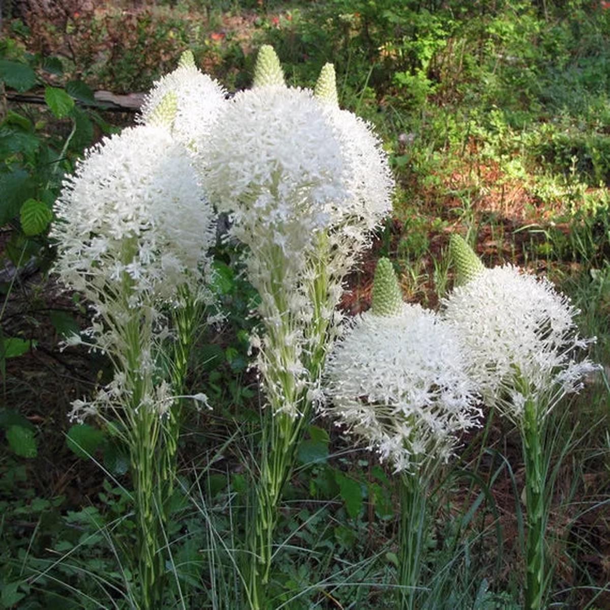 Bear Grass or Xerophyllum Tenax Flower seeds for Planting Bright Blooms Heirloom & GMO Free Seeds for Home Garden
