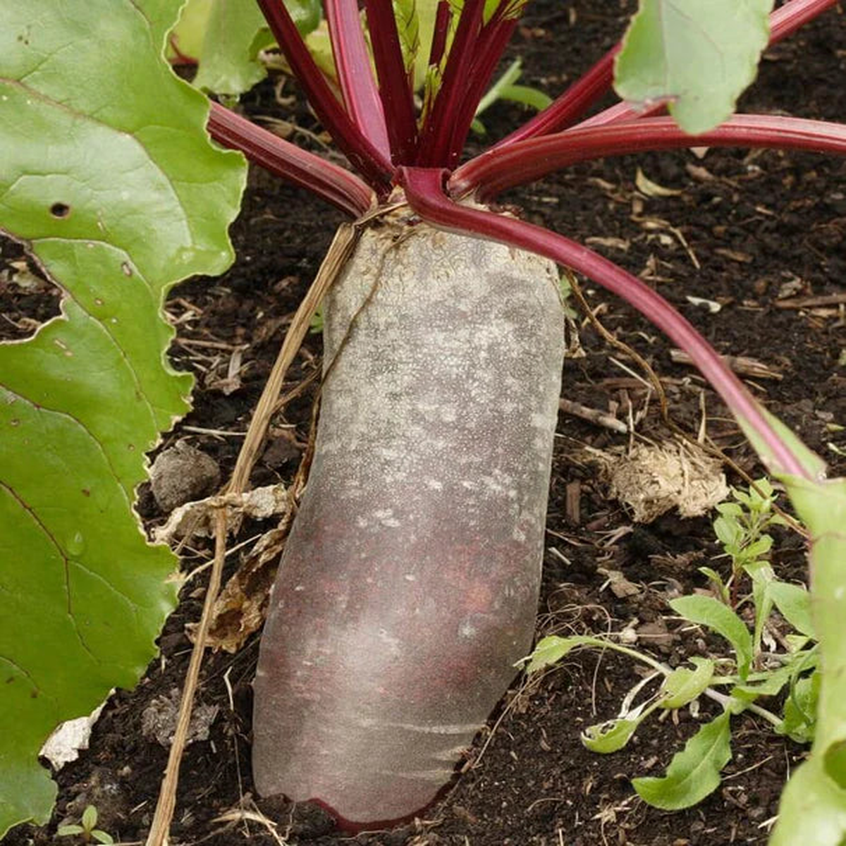 Beets - Cylindra