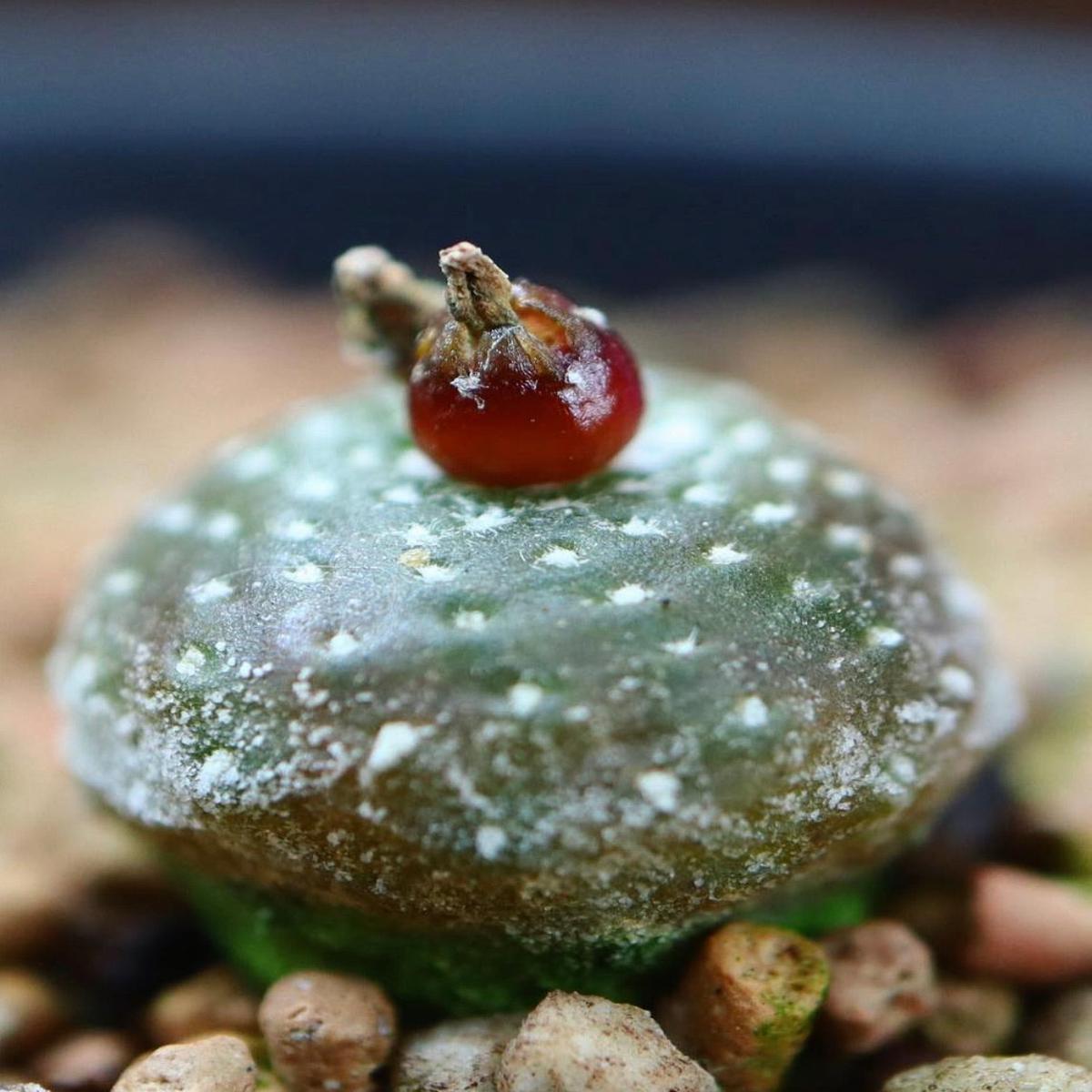 Blossfeldia tarabucoensis (Bolivia) SEEDS