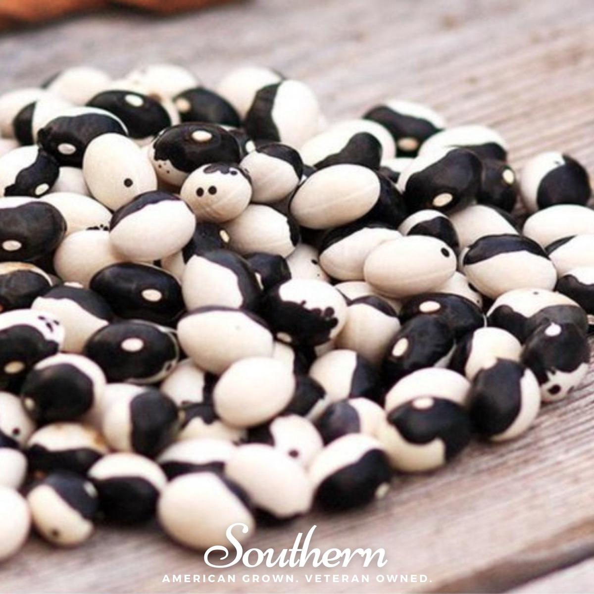 Calypso Orca Bean (Bush) 25 Seeds