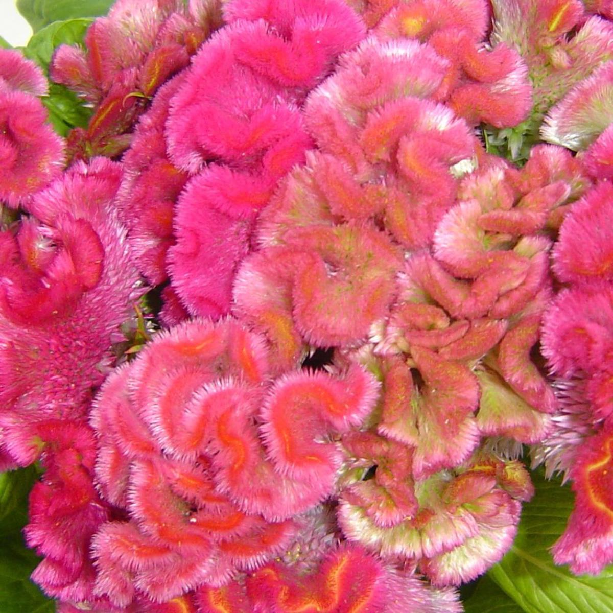 Celosia, Cockscomb, Cramers Rose