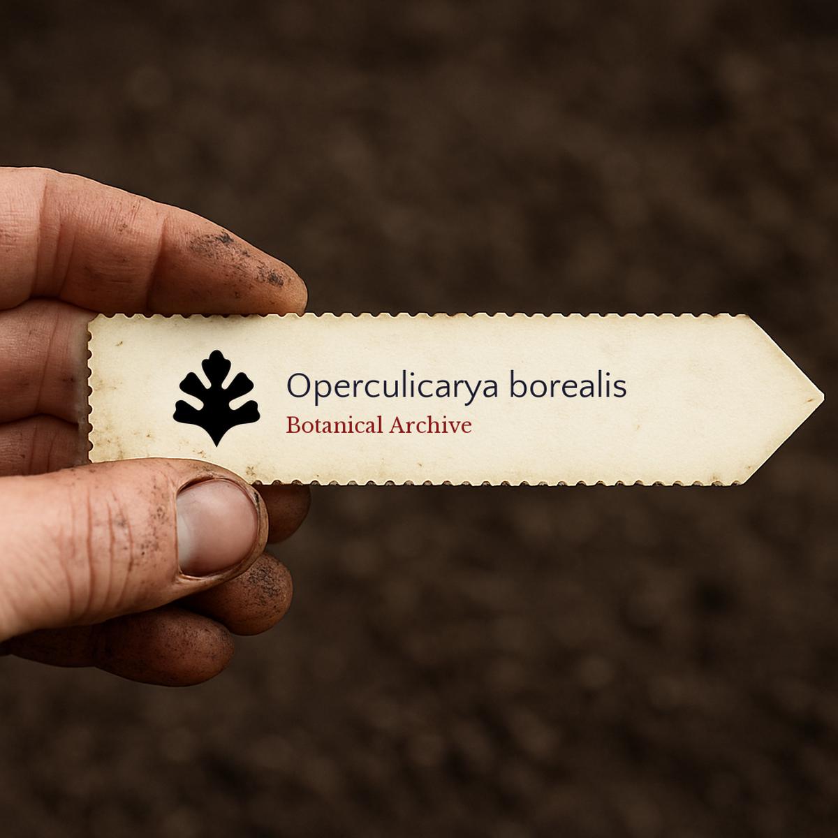 Operculicarya borealis SEEDS
