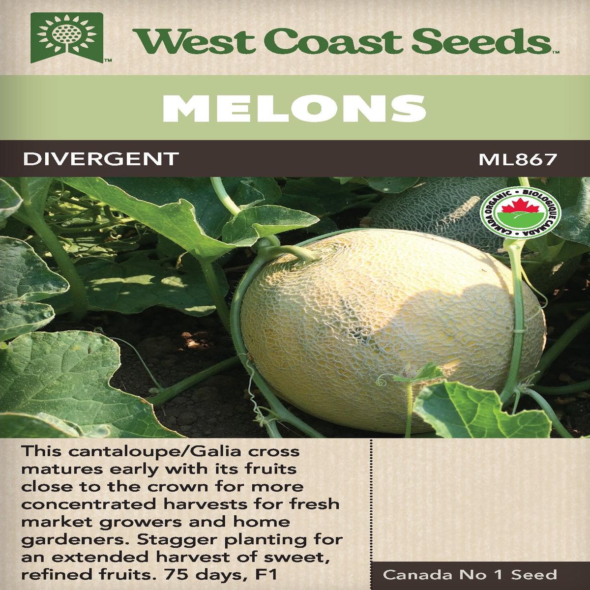 Organic Cantaloupe Divergent - West Coast Seeds