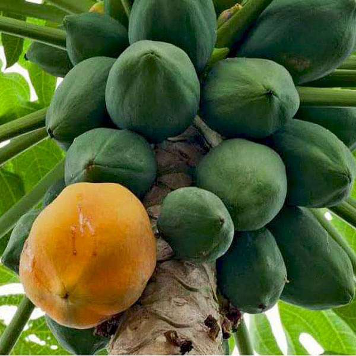 Papaya Honey dew 8211 05 kg Seeds