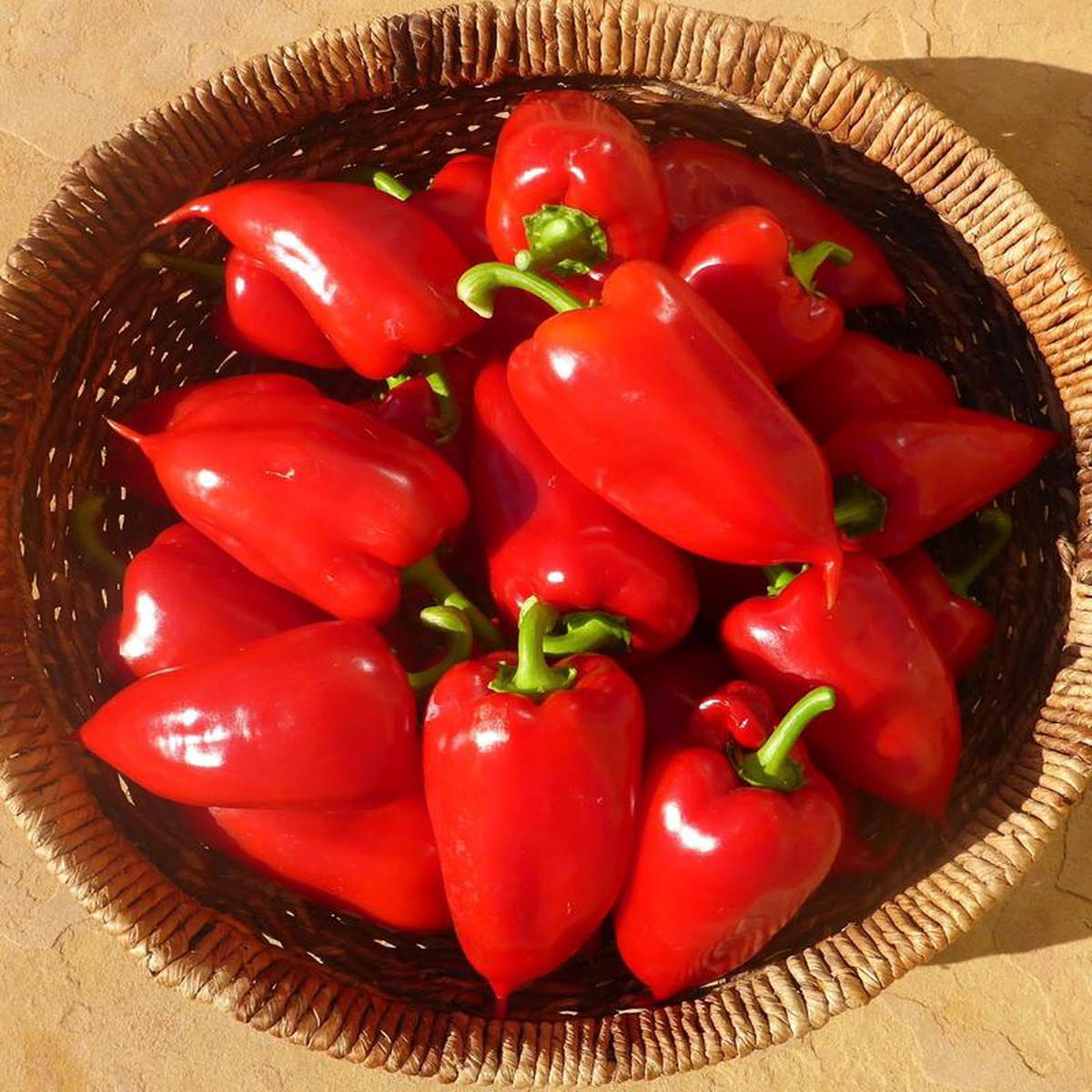 Pepper Odessa Market 8211 Eagleridge Seeds