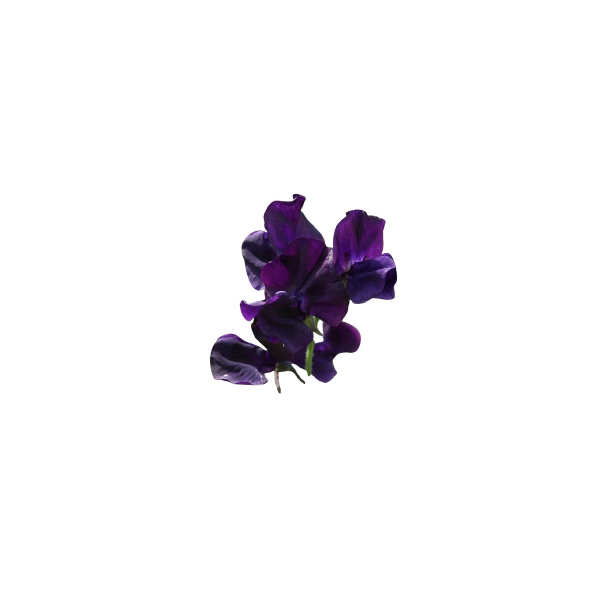 Royal Blue Sweet Peas Seeds (Climbing Type) | OSC Seeds