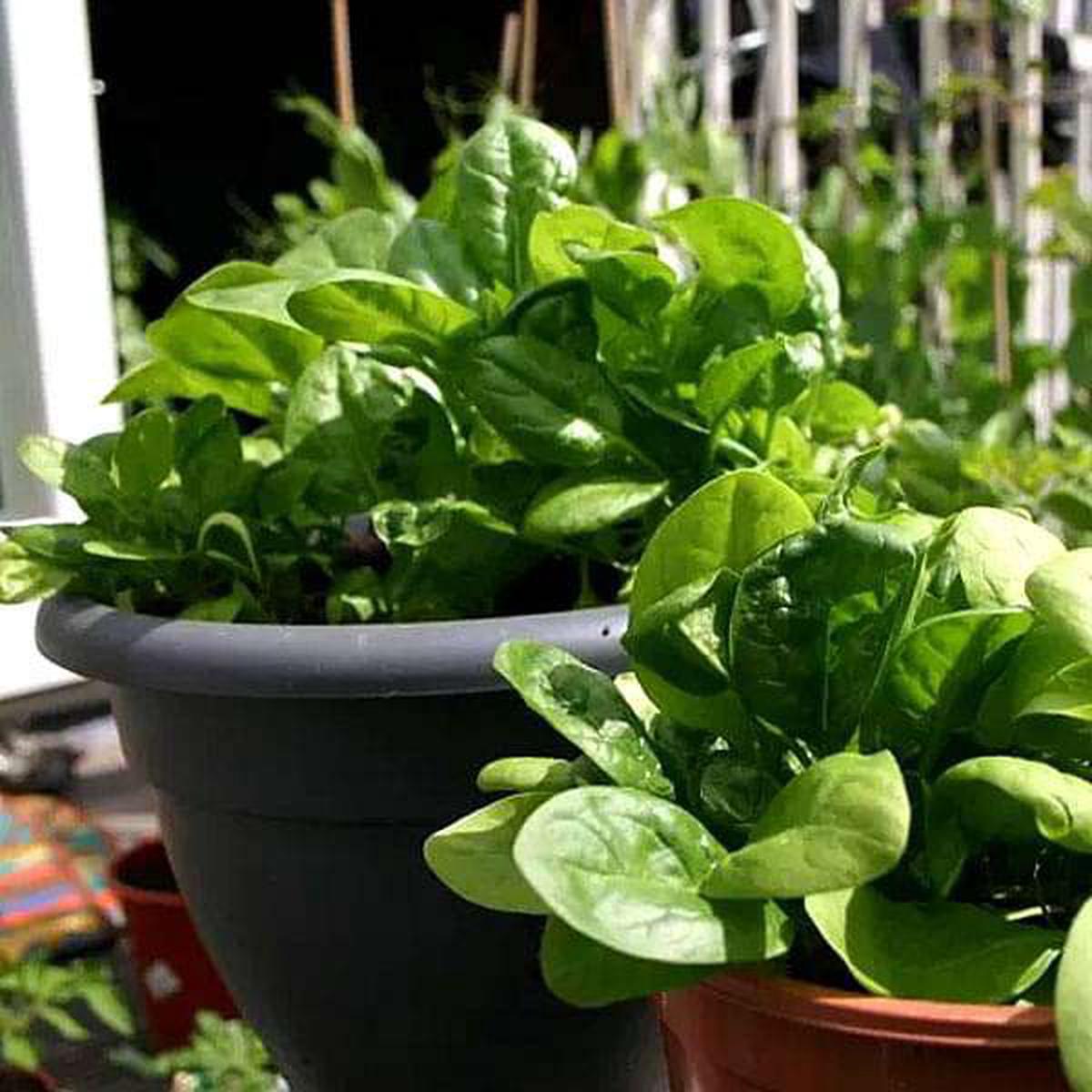 Spinach All Green - Desi Vegetable Seeds - Default Title