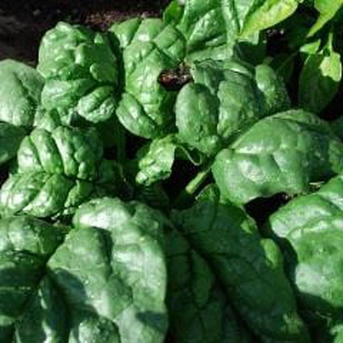Spinach Bloomsdale Savoy 8211 Good Earth Farms