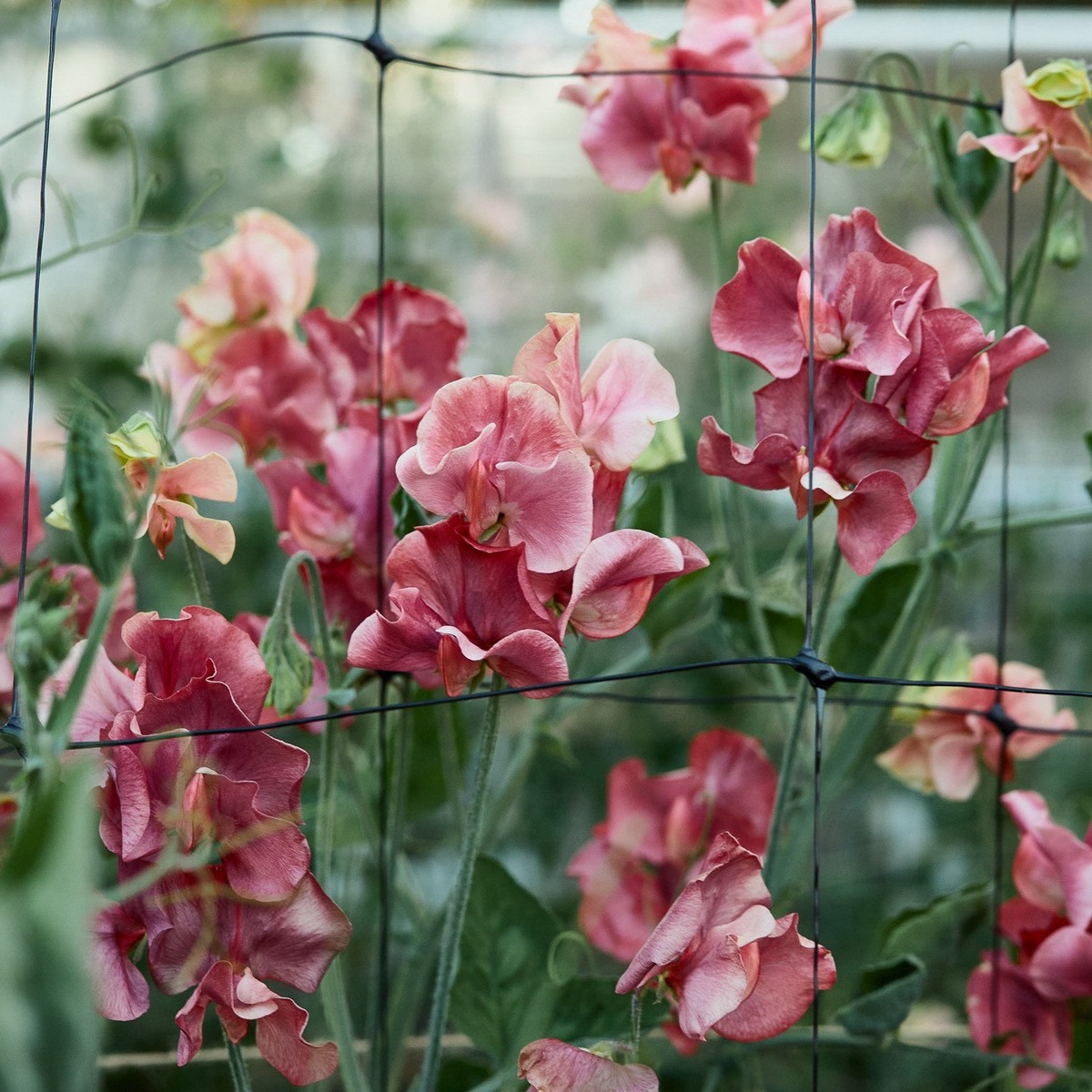 Sweet Pea Kings Ransom Flower | X 10 Seeds (Limit 1 X Pack Per Person)