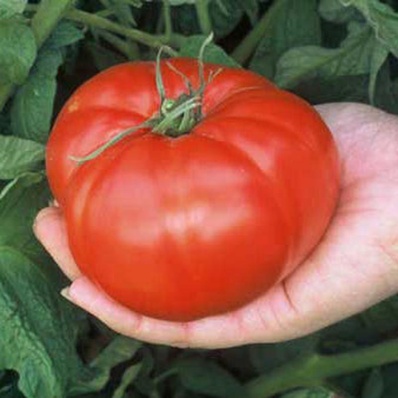 Tomato Pink Brandywine - Saanich Organics