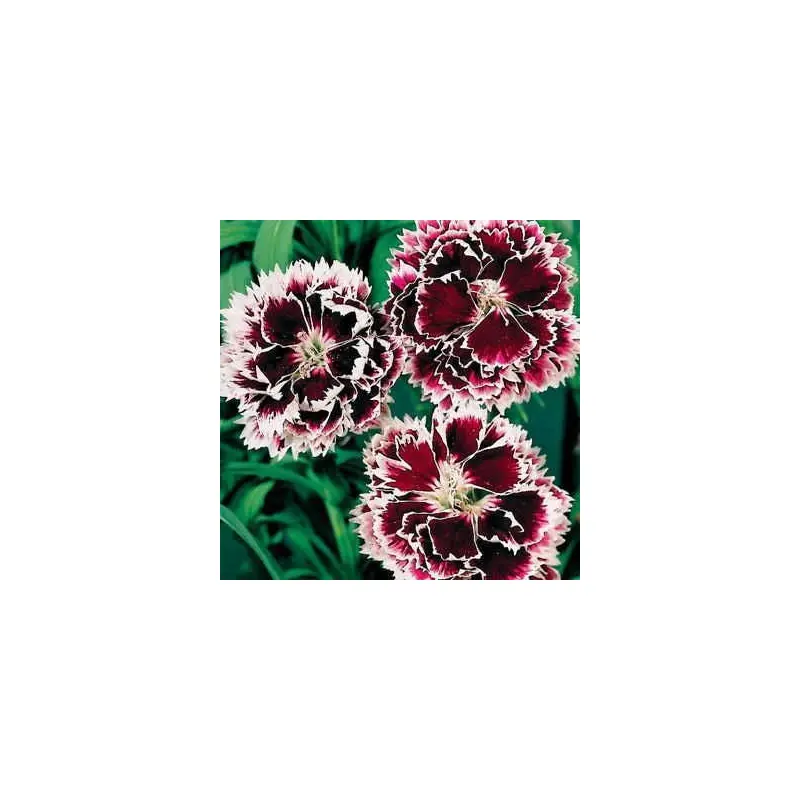 'Velvet 'n Lace' Dianthus Seeds