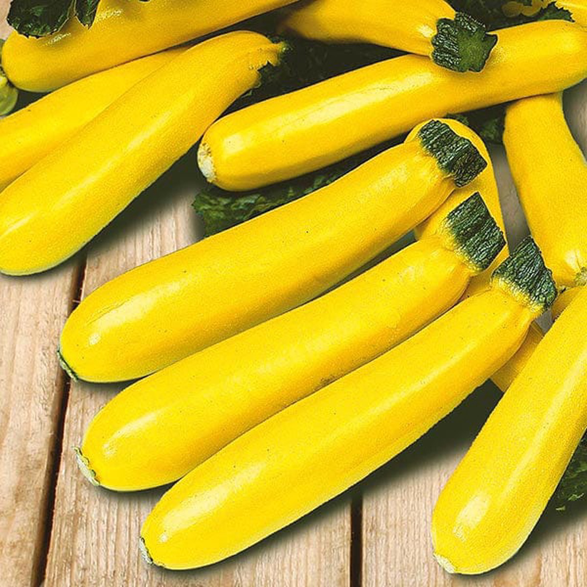 Zucchini Yellow - Mr. Fothergill's Seeds