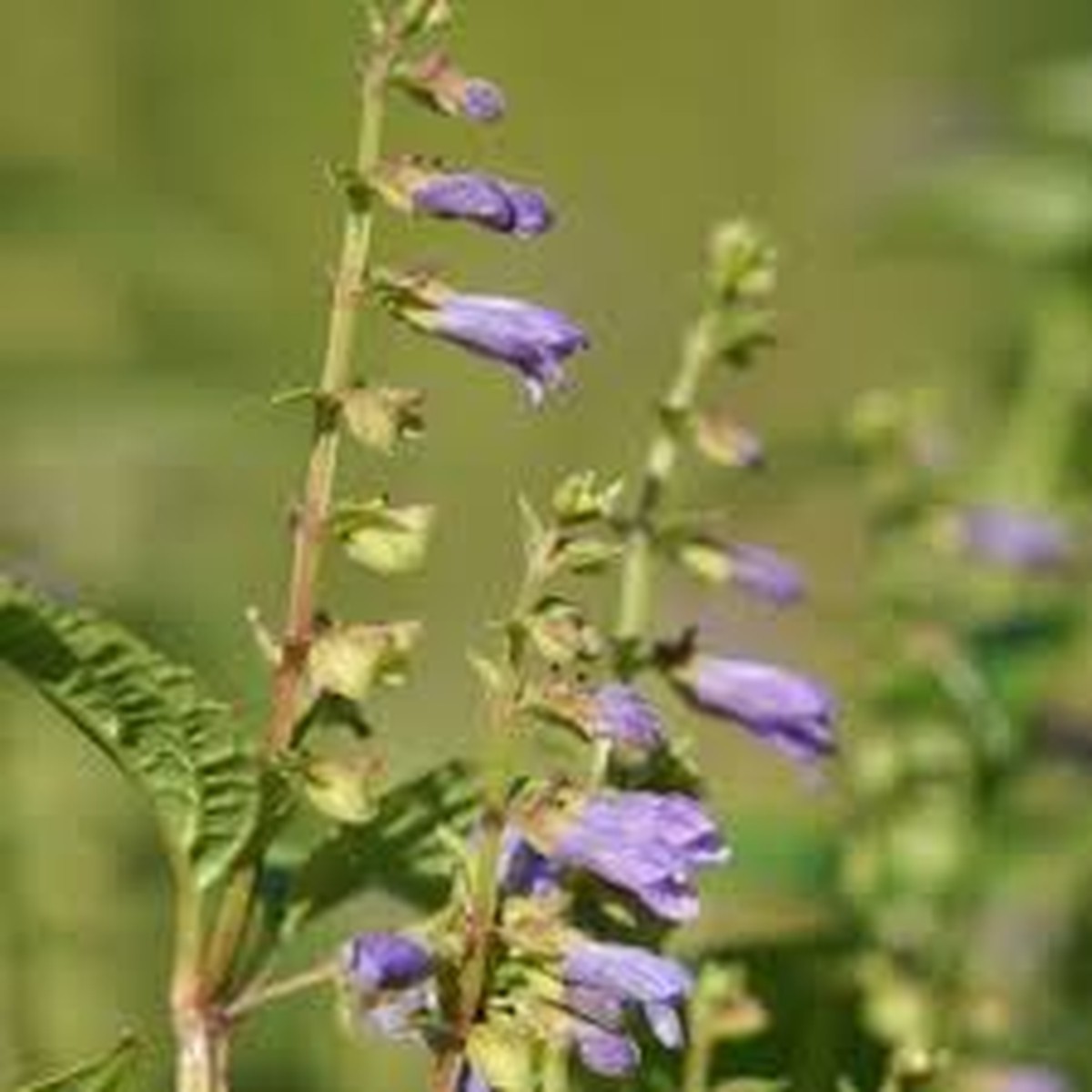 100 Skullcap Herb Seeds (Scutellaria lateriflora) for planting - Mad Dog, Grow Your Own Plant
