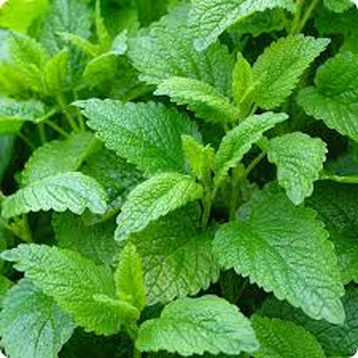 1000 Seeds Lemon Balm (Melissa officinalis) Aromatic Herb for Teas, Culinary Use, and Pollinator-Friendly Gardens