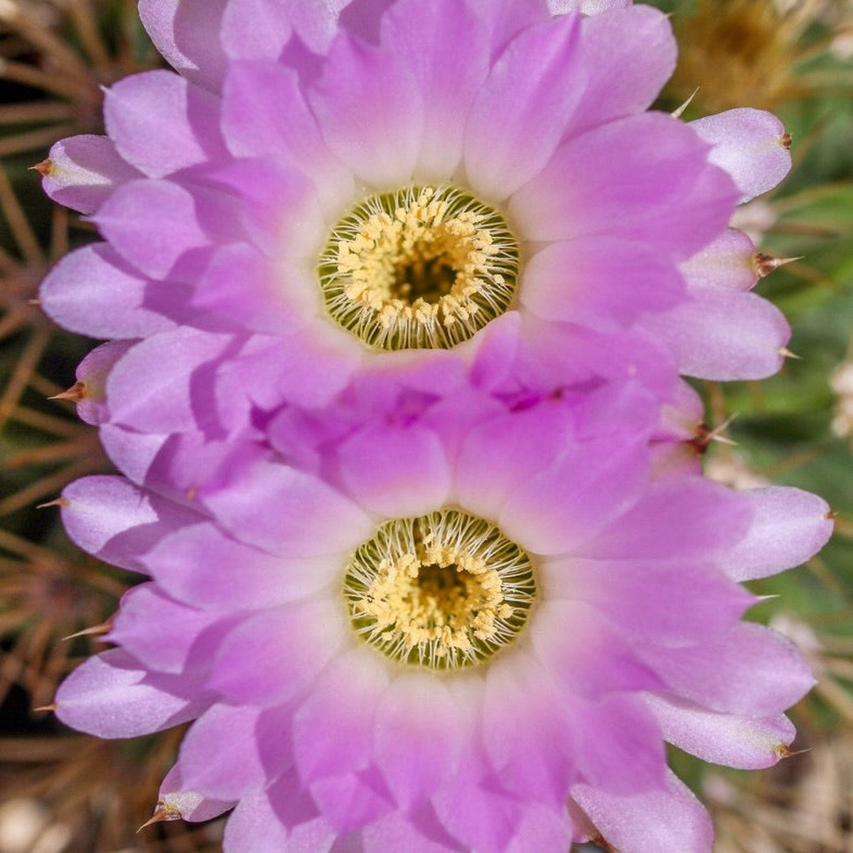 Acanthocalycium violaceum SEEDS