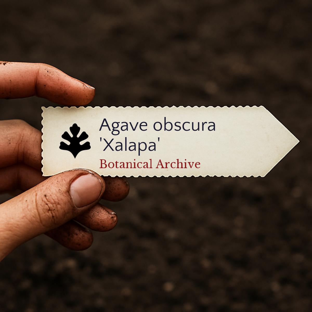 Agave obscura 'xalapa' SEEDS