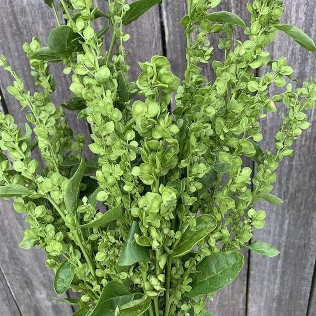 Atriplex, Green