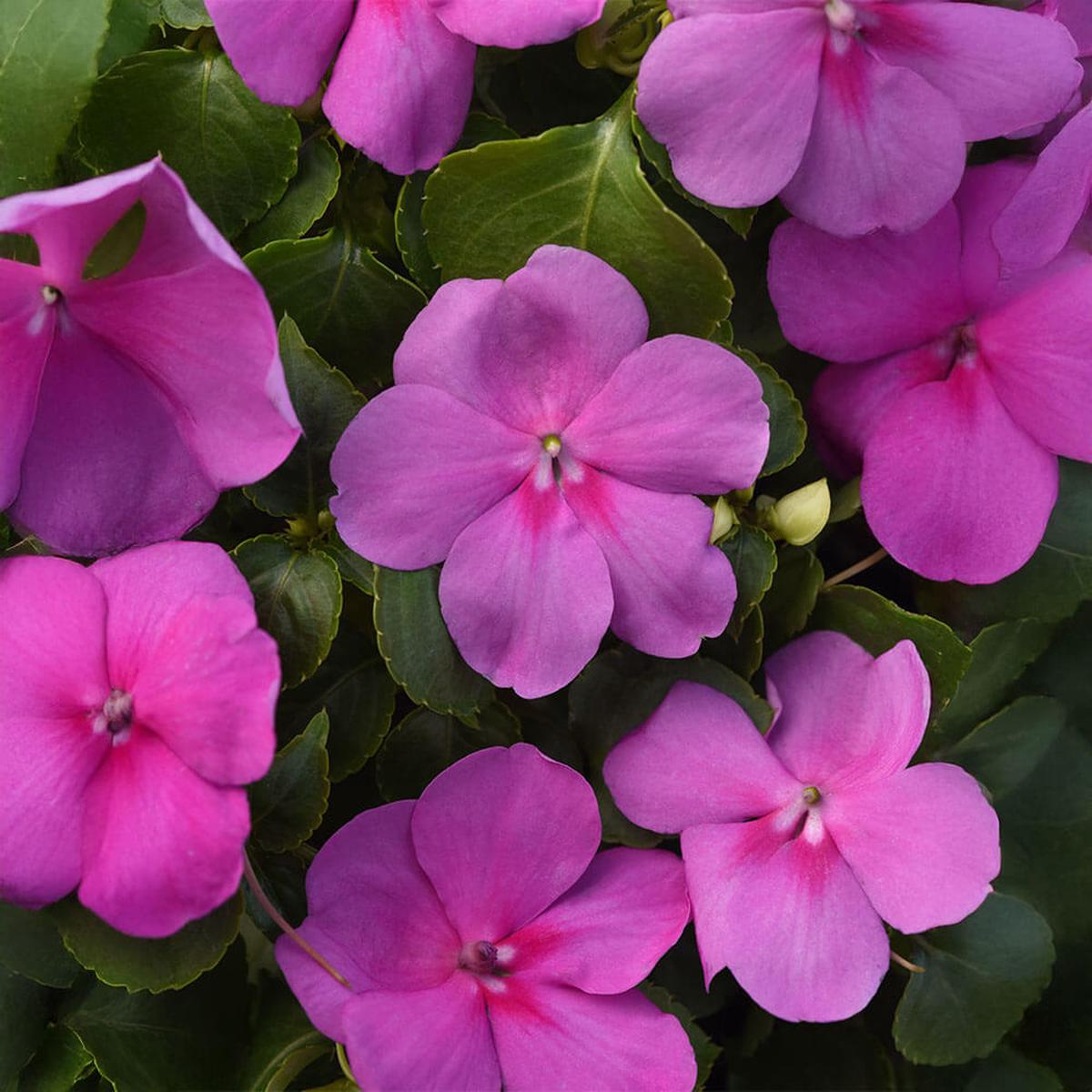 Beacon Blue Pearl Impatiens Seeds