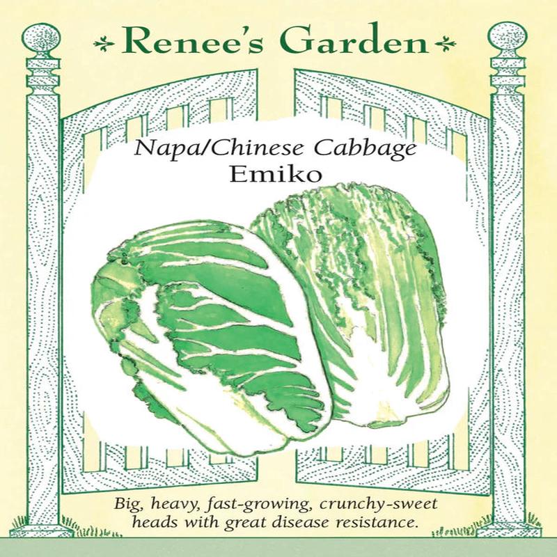 Cabbage Emiko - Renee's Garden