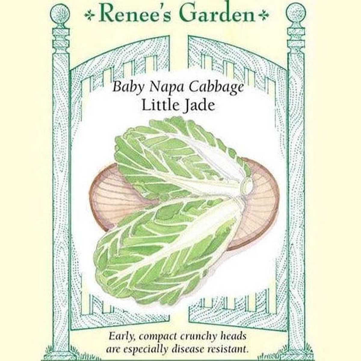 Cabbage Little Jade 8211 Renee8217s Garden