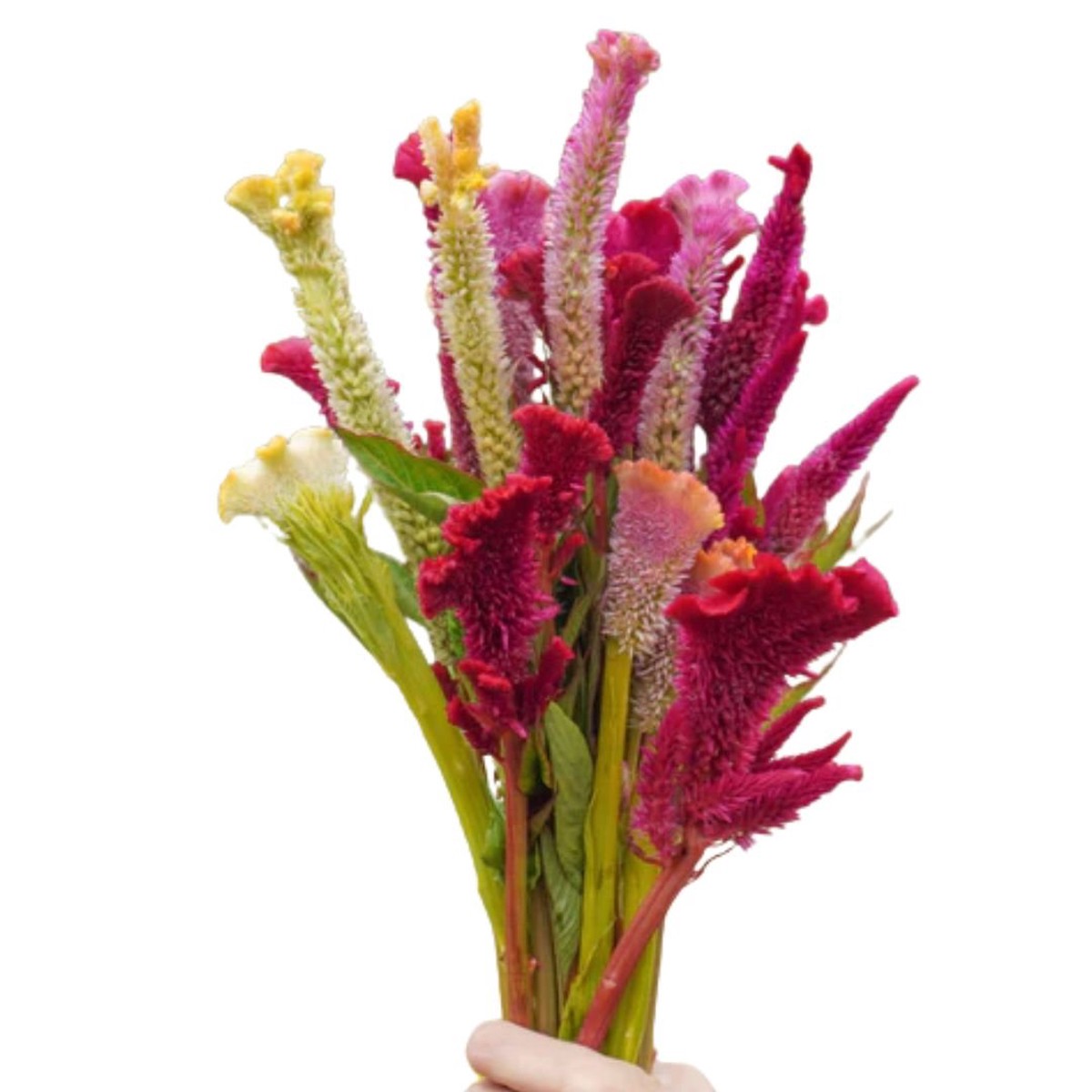 Celosia Supercrest Mix Seeds | West Coast Seeds