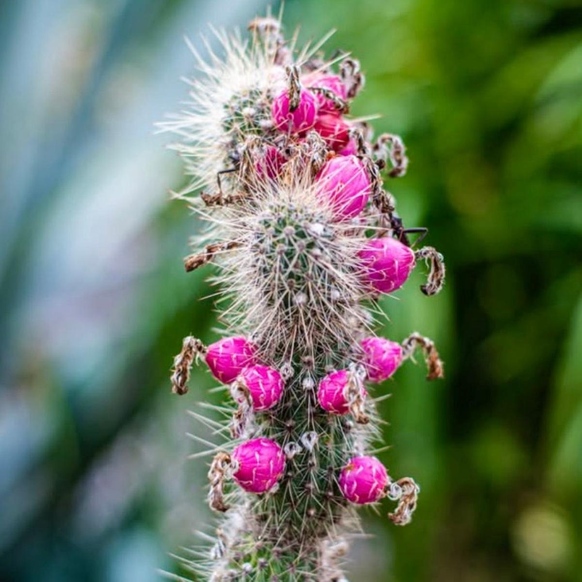 Cleistocactus baumannii SEEDS