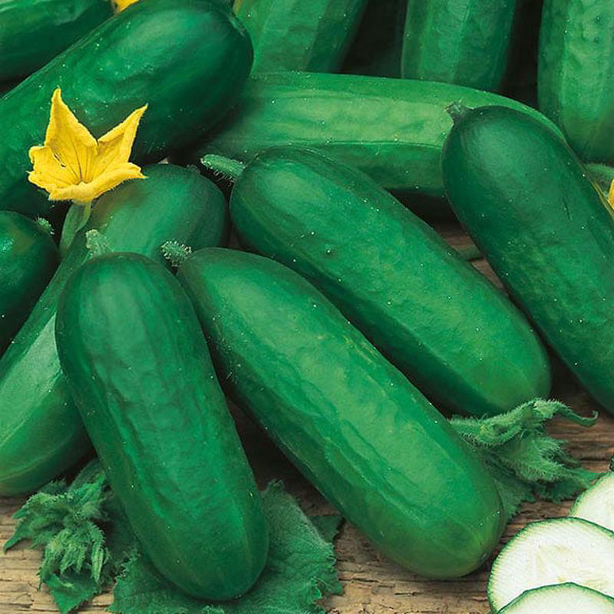Cucumber Biet Alpha F1 8211 Mr Fothergills Seeds