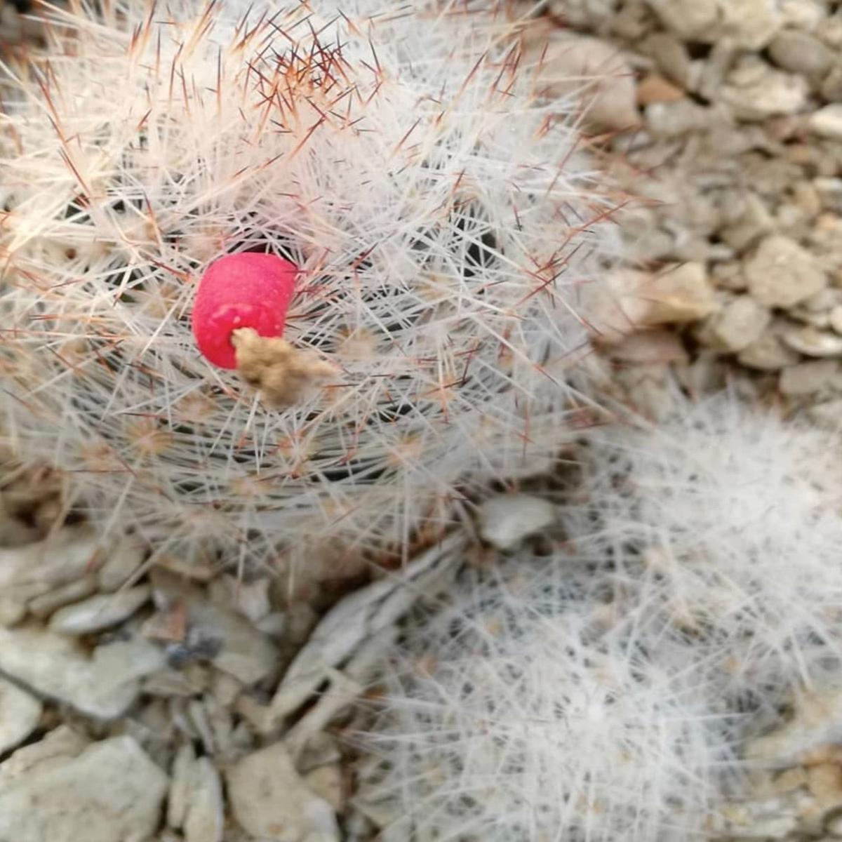 Escobaria duncanii SEEDS