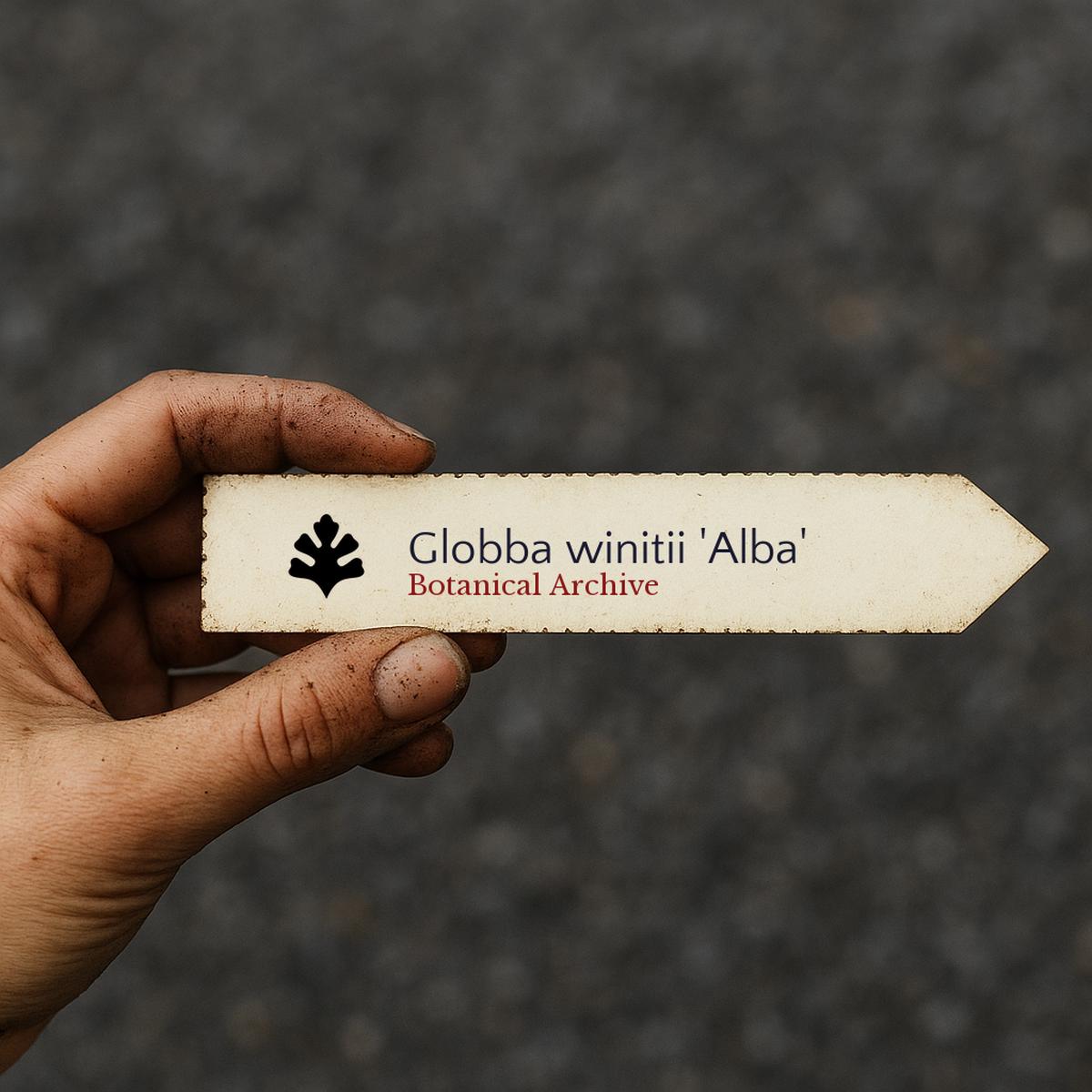 Globba winitii 'Alba' SEEDS