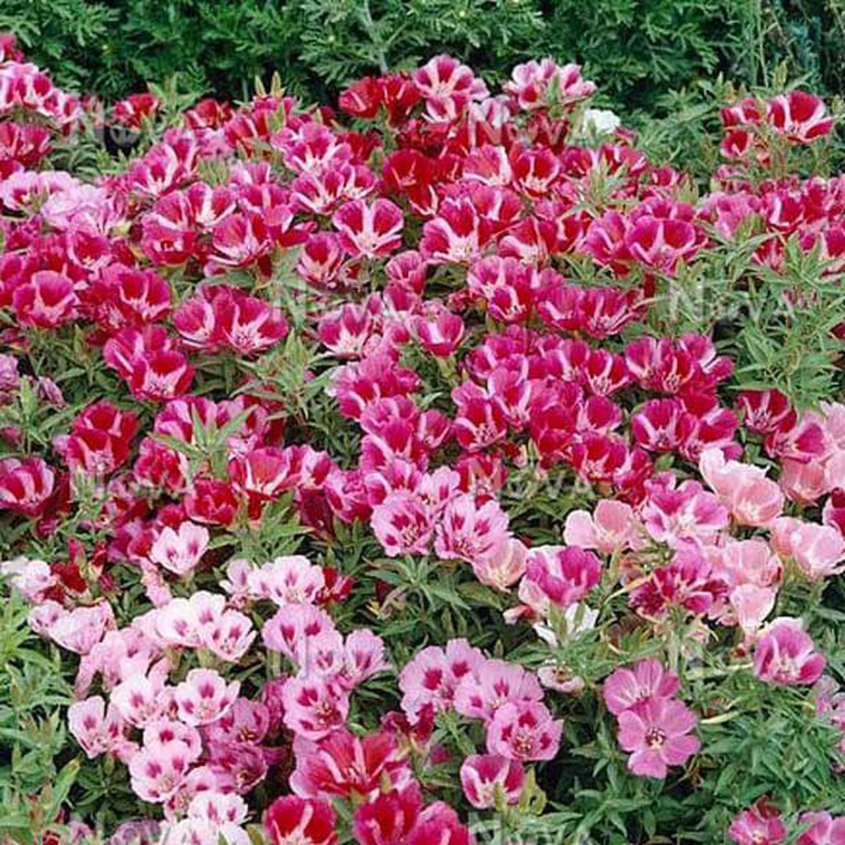 Godetia Azaleaflora Mixed Color - Flower Seeds - Default Title