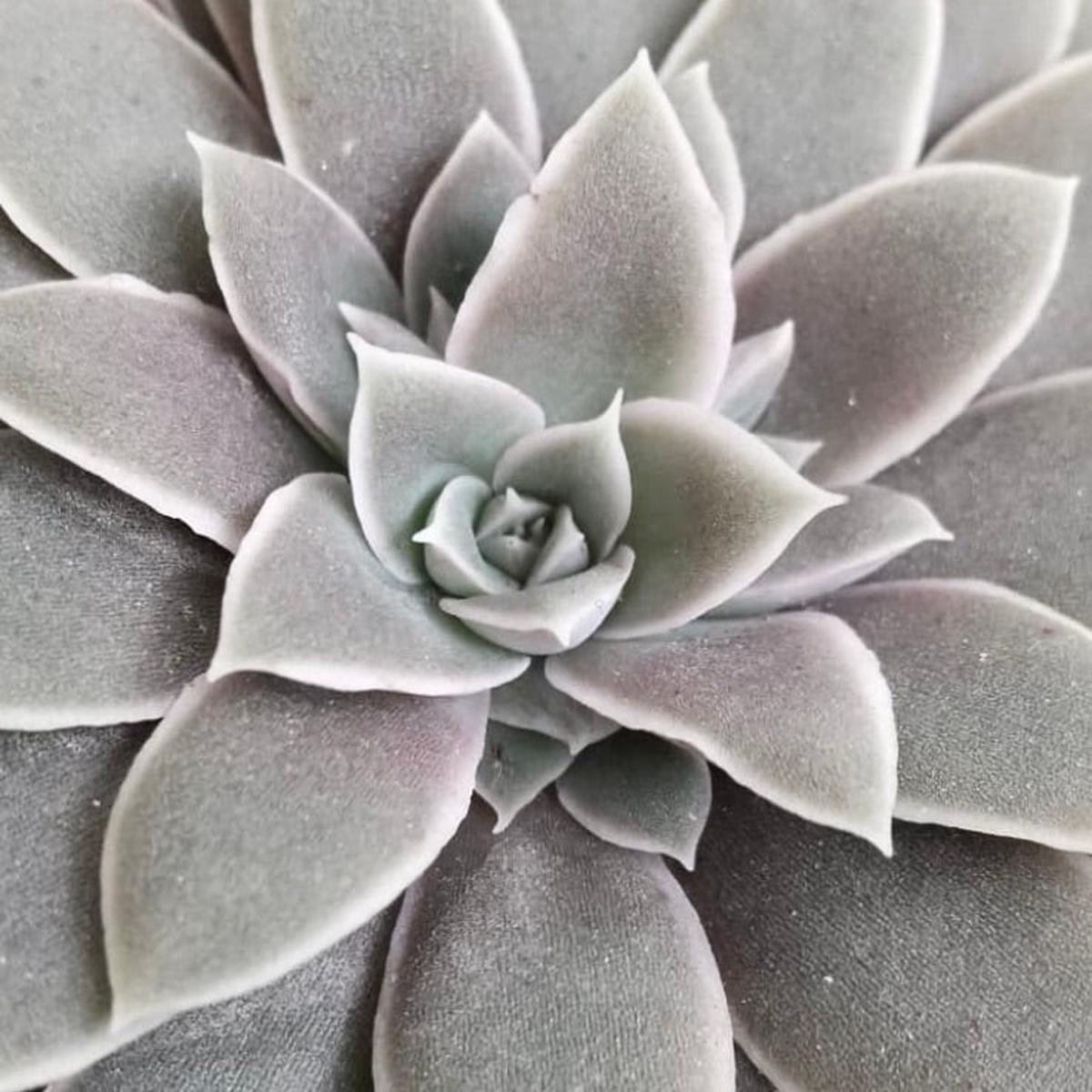 Graptopetalum marginatum SEEDS