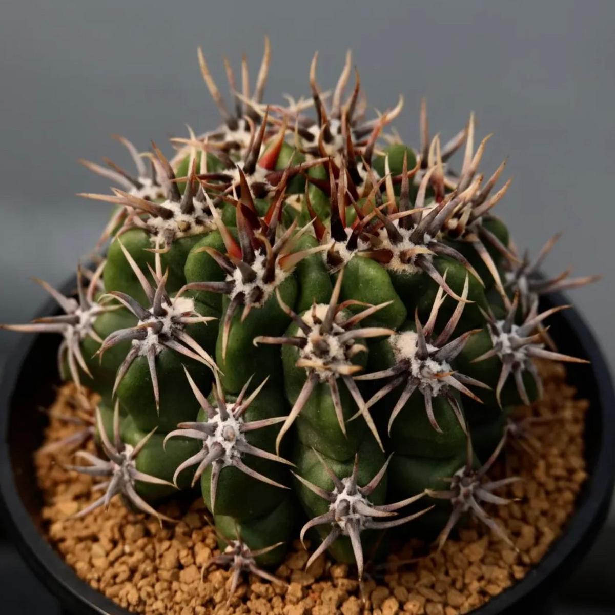 Gymnocalycium achirasense SEEDS