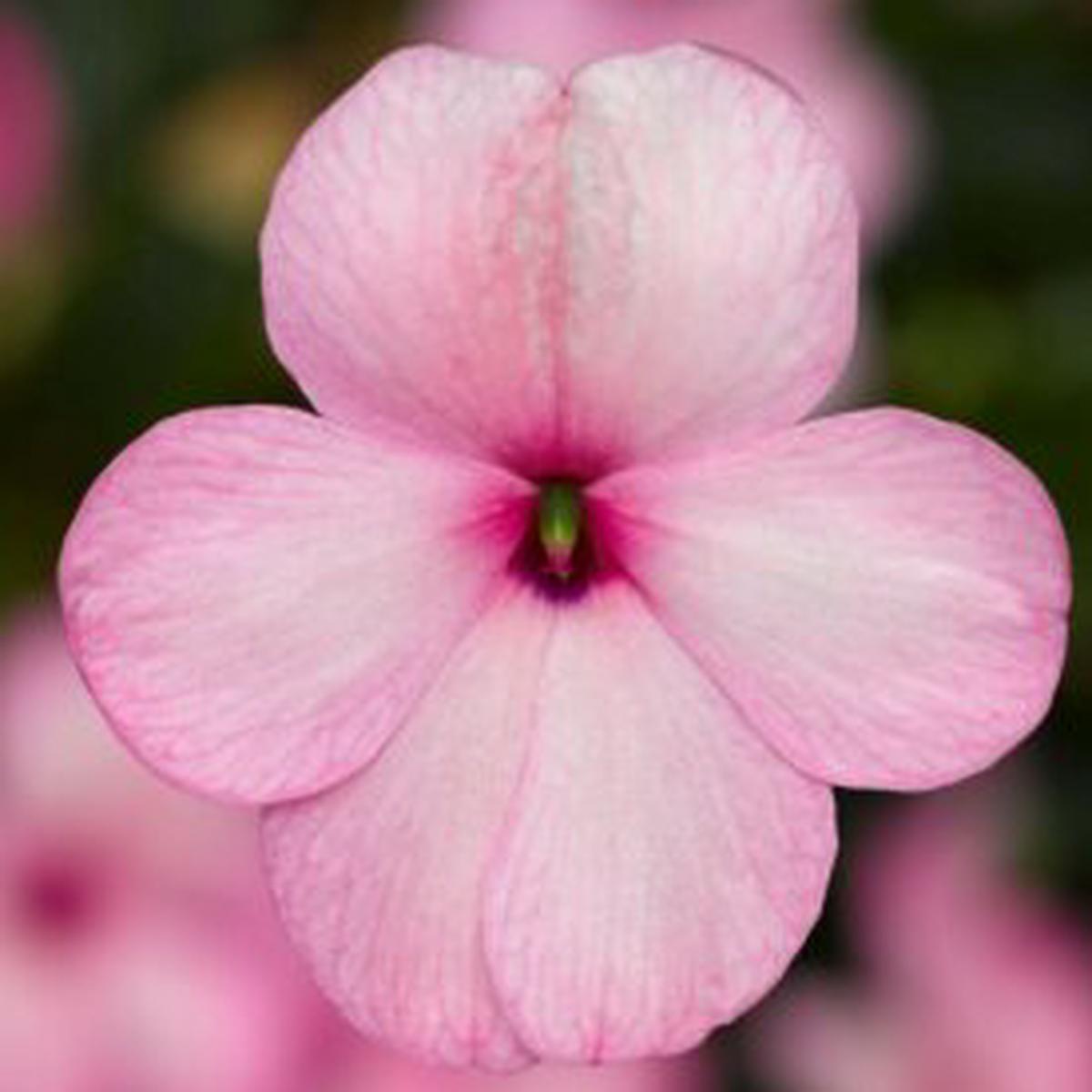 Impatiens Imara XDR Pink - Ontario Seed Company