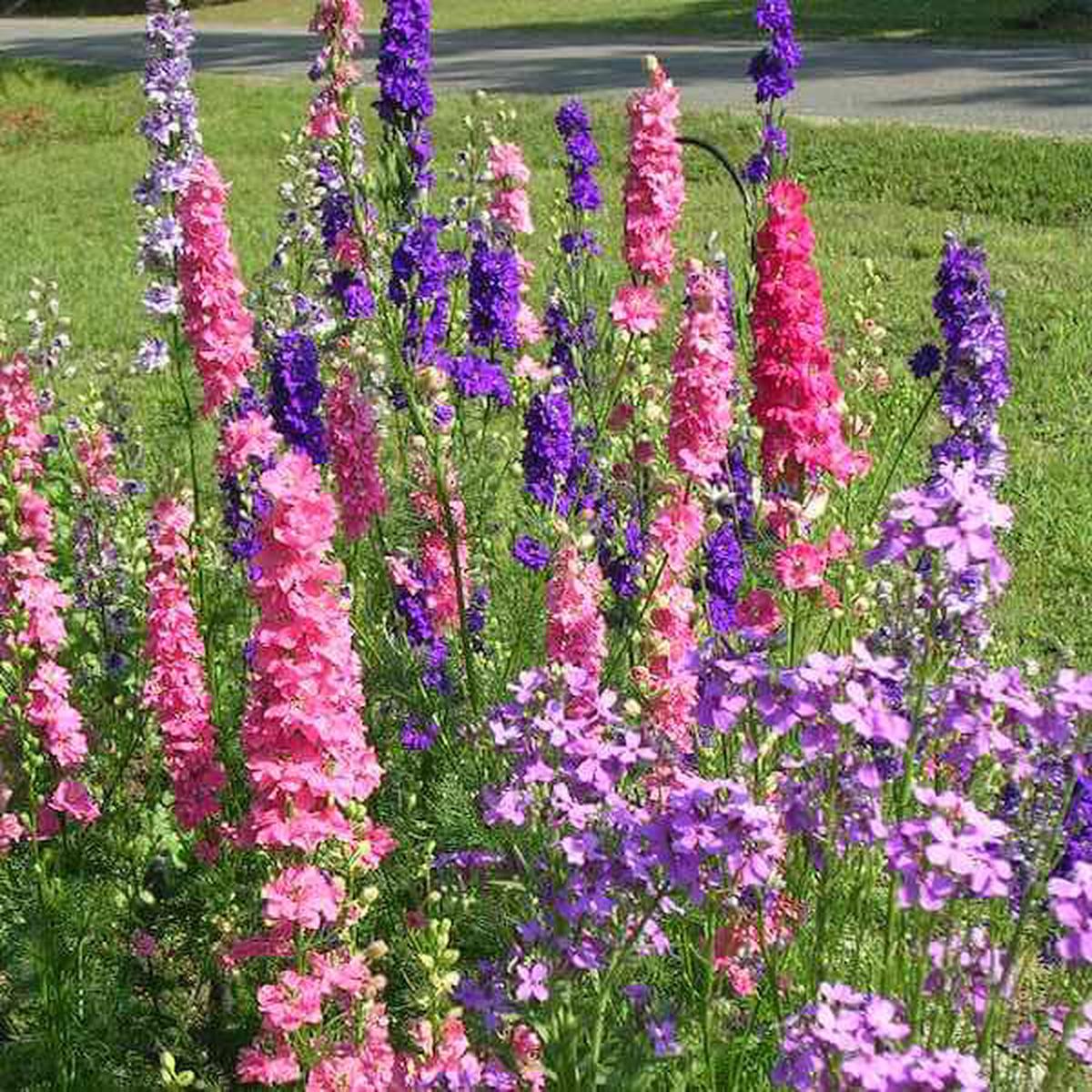 Larkspur, QIS Mix