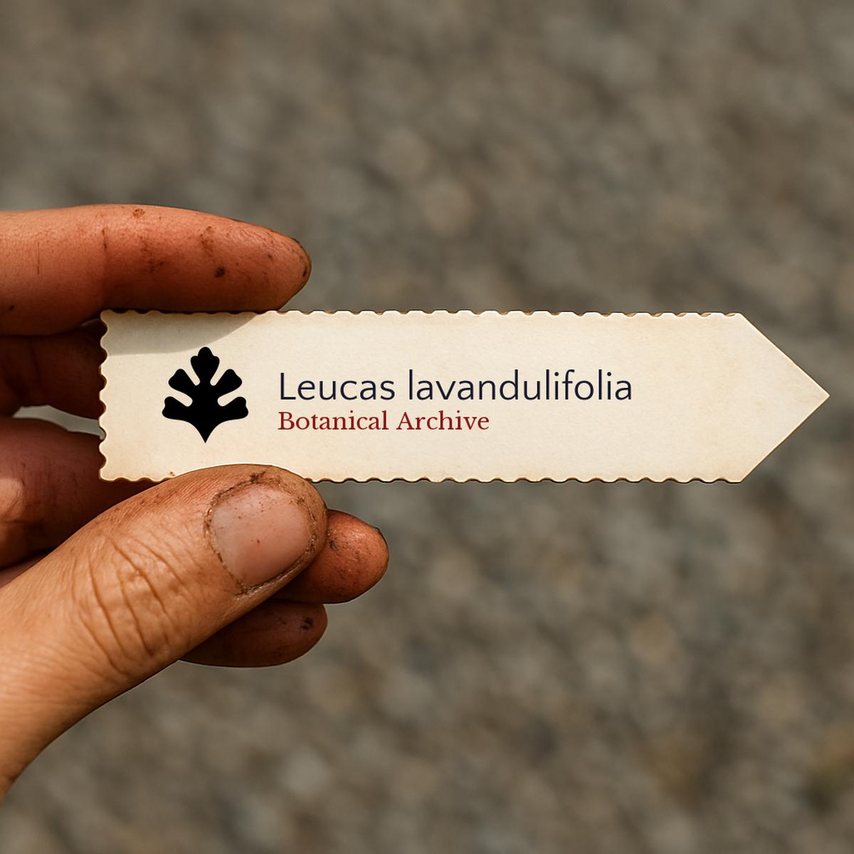 Leucas lavandulifolia SEEDS