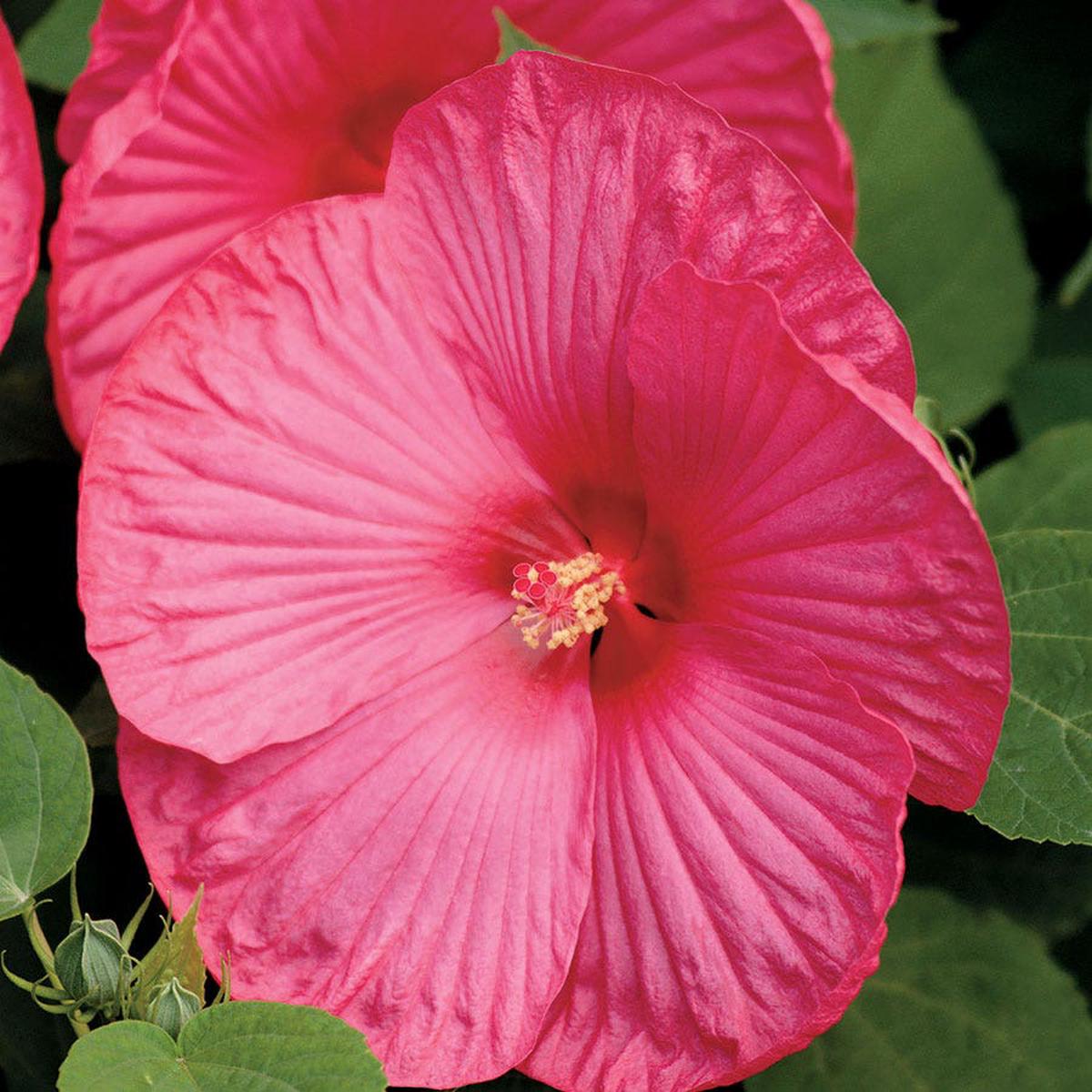 Luna Rose Hibiscus Seeds