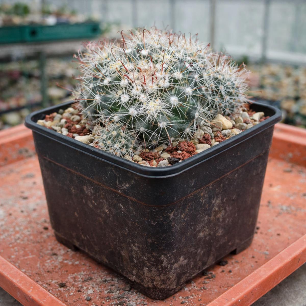 Mammillaria oteroi SEEDS