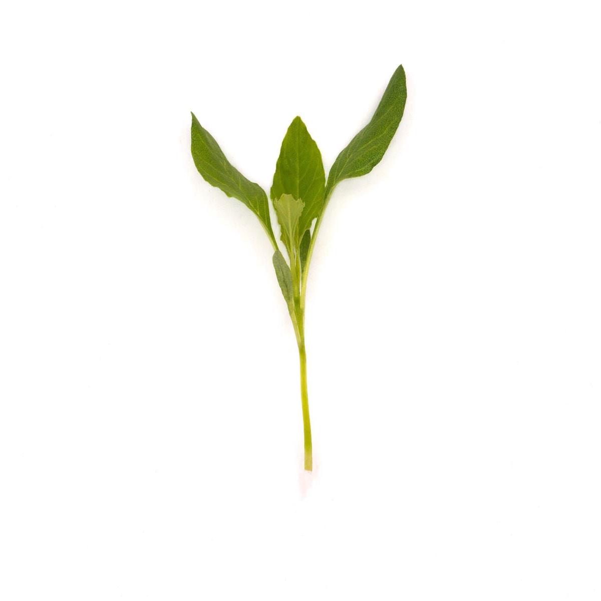 Microgreens Baby Leaves Amaranthus Green Giant Seeds
