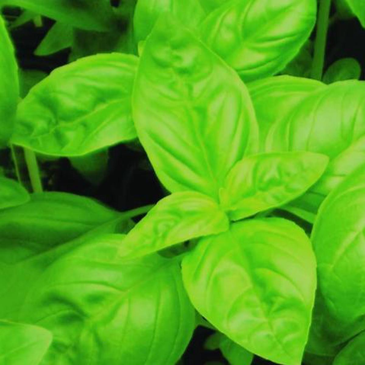 Organic Basil Genovese - Metchosin Farm Seeds